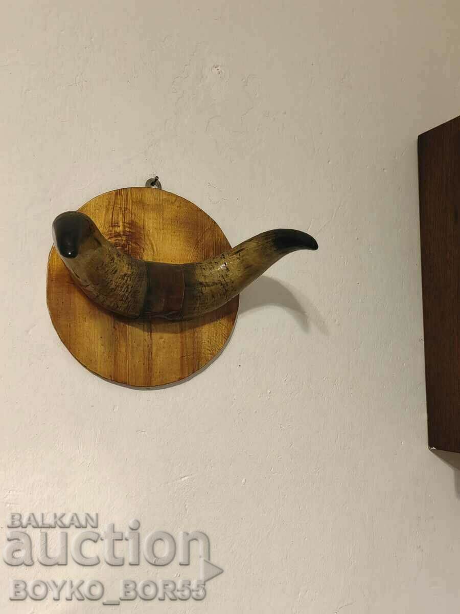Strong Bull Horns for Wall Handmade - 5 Strong Bull Horns for Wall Handmade - 5