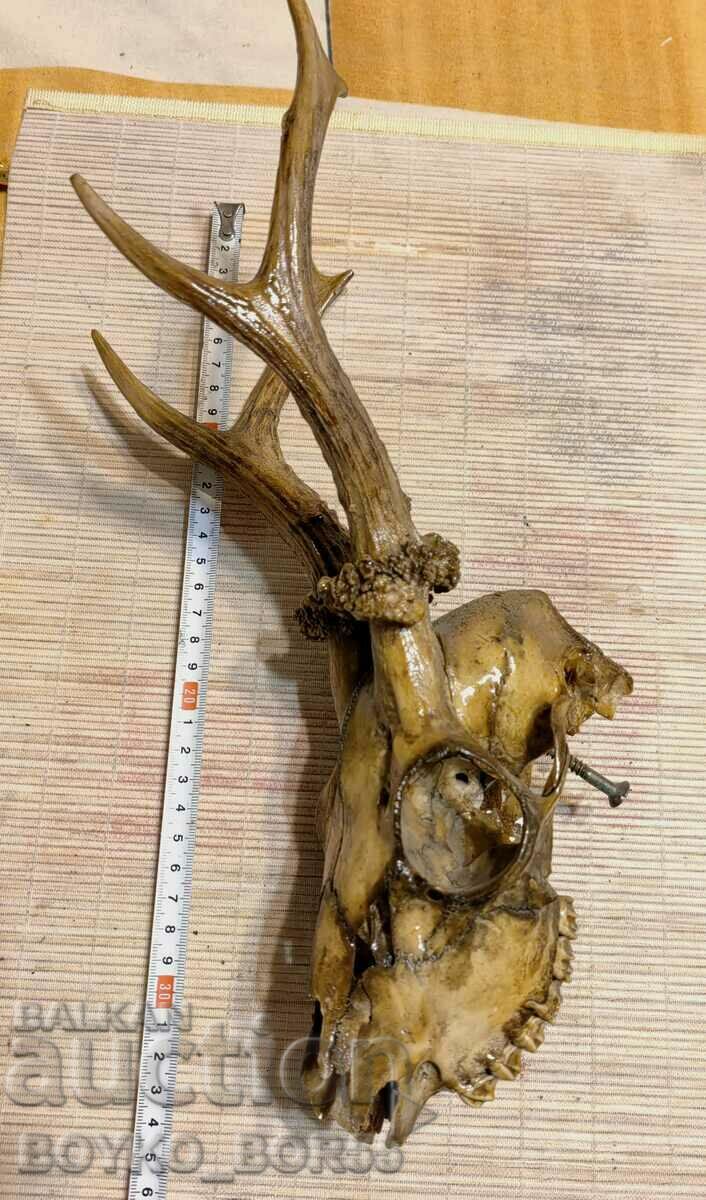 Yaki Roe Deer Antlers for Wall with Skull and Teeth with price 39.00 BGN | € 19.94 Yaki Roe Deer Antlers for Wall with Skull and Teeth with price 39.00 BGN | € 19.94