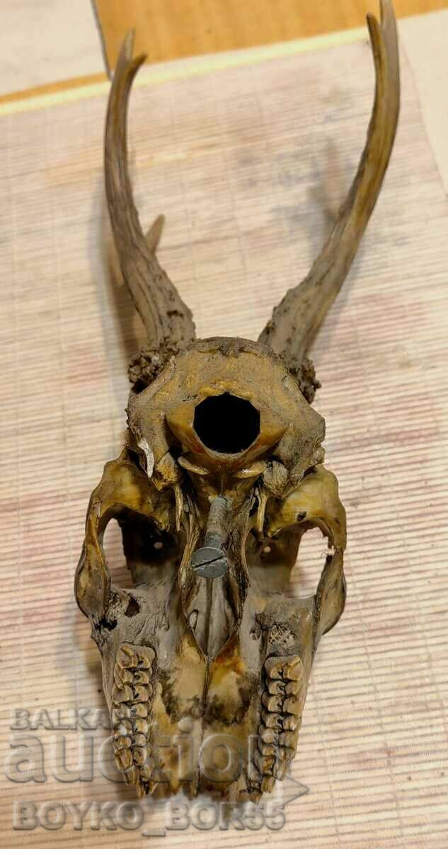 Auction Yaki Roe Deer Antlers for Wall with Skull and Teeth Auction Yaki Roe Deer Antlers for Wall with Skull and Teeth