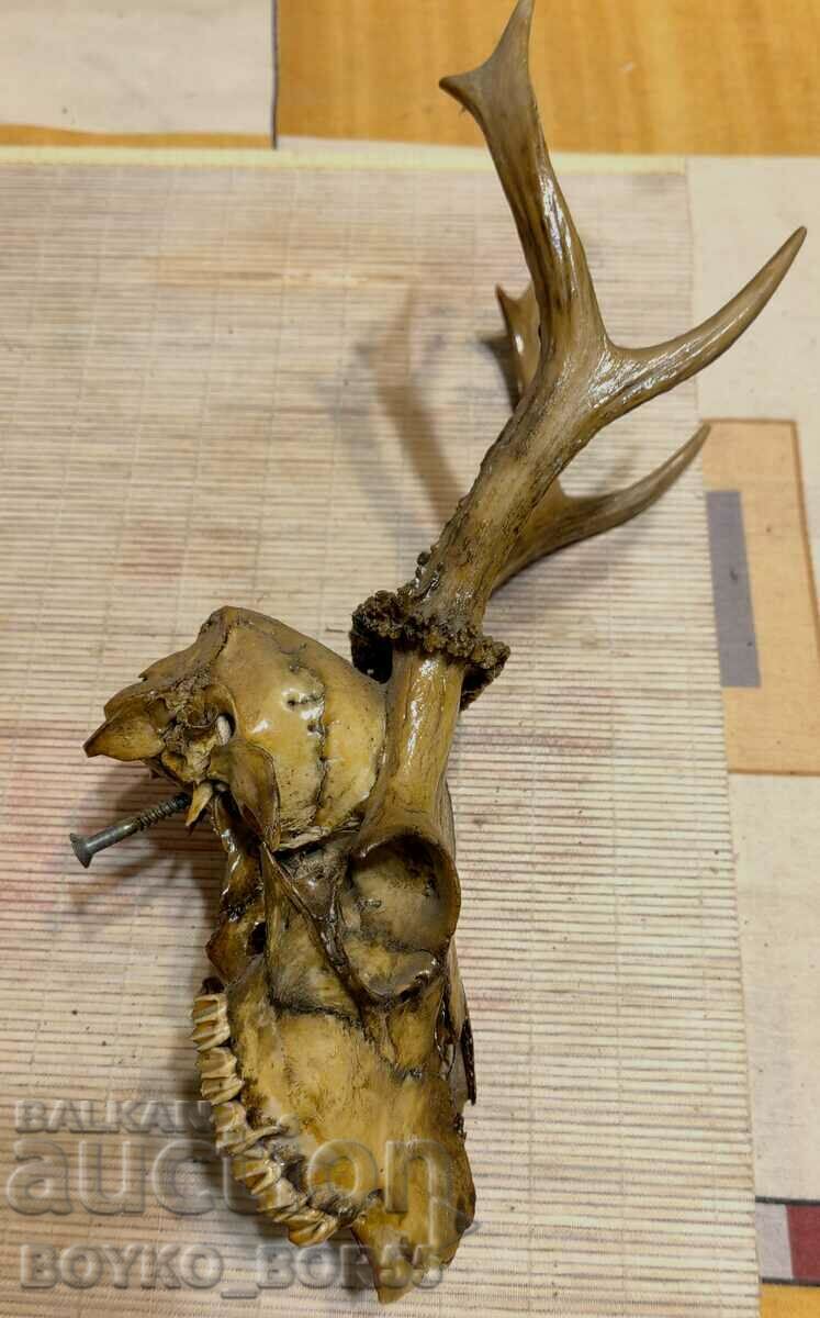 Delivery of Yaki Roe Deer Antlers for Wall with Skull and Teeth Delivery of Yaki Roe Deer Antlers for Wall with Skull and Teeth