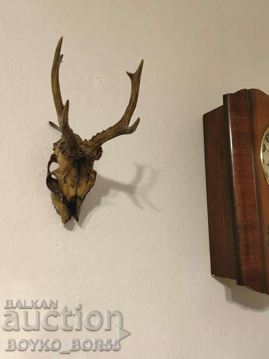 Yaki Roe Deer Antlers for Wall with Skull and Teeth - 5 Yaki Roe Deer Antlers for Wall with Skull and Teeth - 5