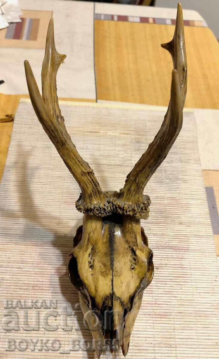 Yaki Roe Deer Antlers for Wall with Skull and Teeth