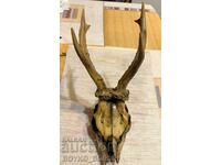 Yaki Roe Deer Antlers for Wall with Skull and Teeth