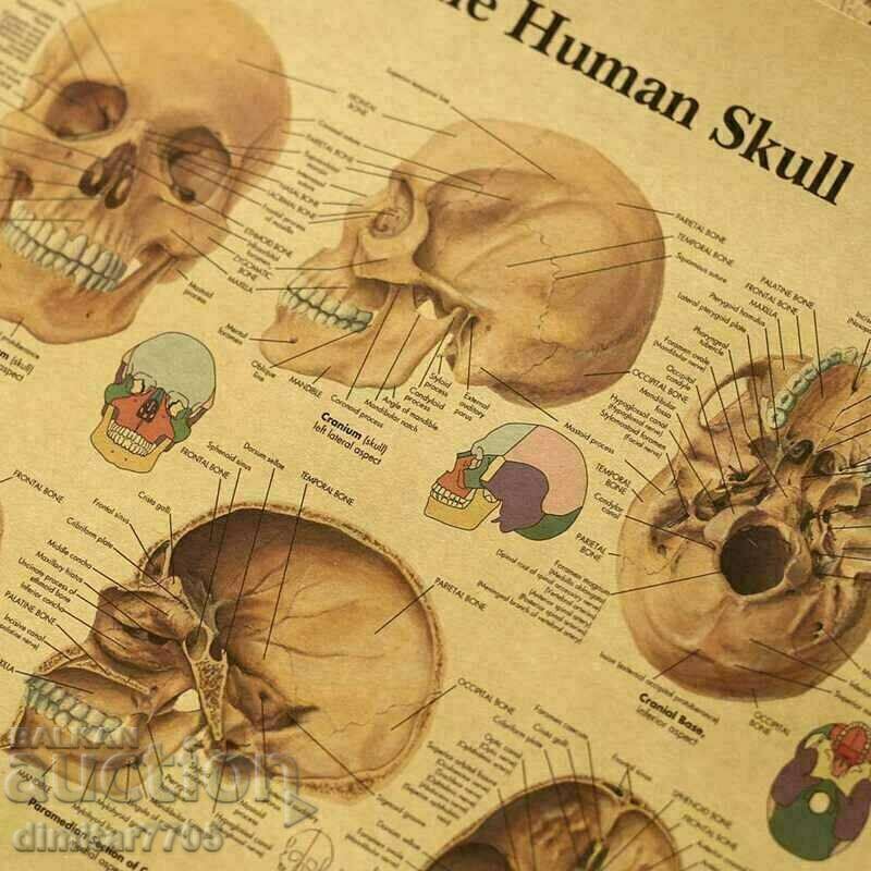 Auction Poster poster Skull 42/29cm. Auction Poster poster Skull 42/29cm.