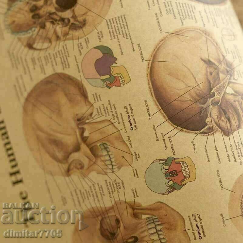 Delivery of Poster poster Skull 42/29cm. Delivery of Poster poster Skull 42/29cm.