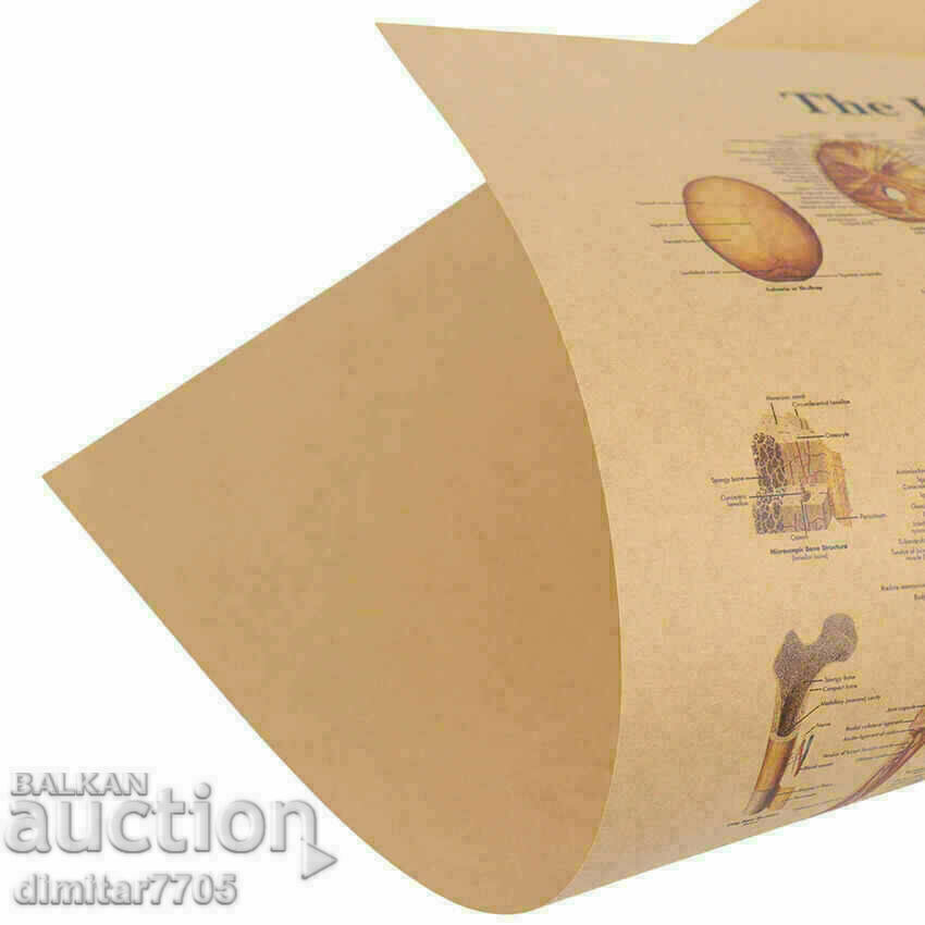 Poster poster Skull 42/29cm. - 5 Poster poster Skull 42/29cm. - 5