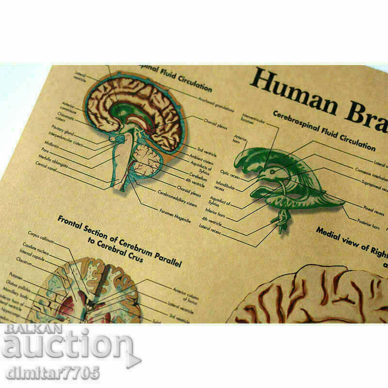 Poster poster Brain 42/29cm. with price 12.50 BGN | € 6.39