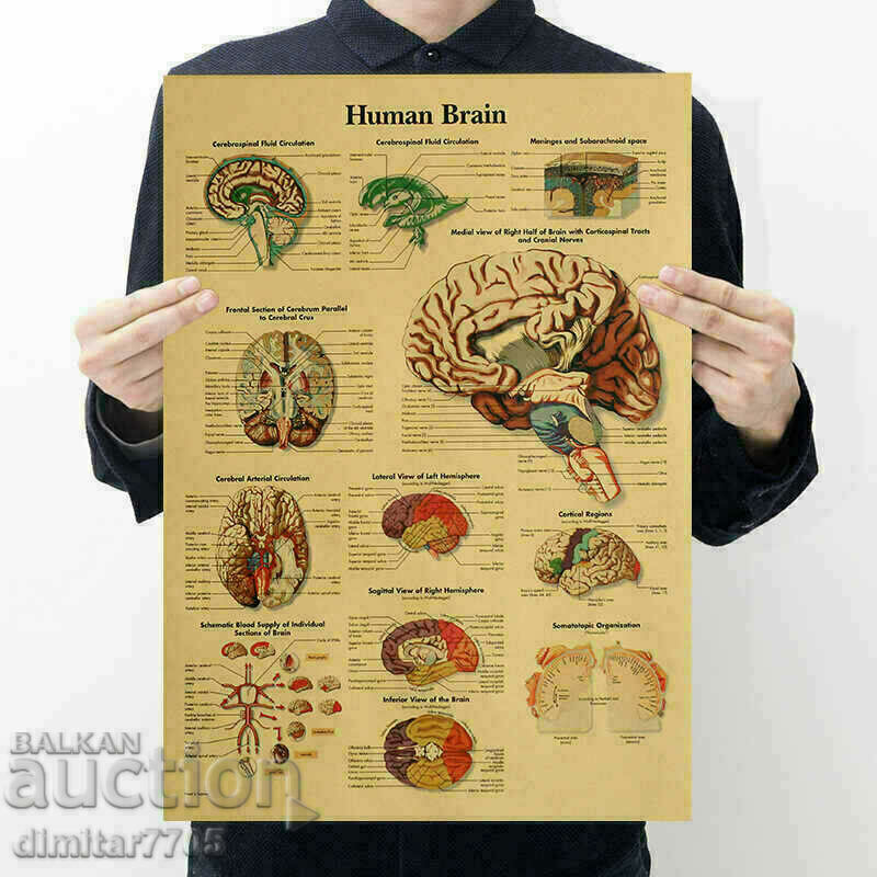Poster poster Brain 42/29cm.