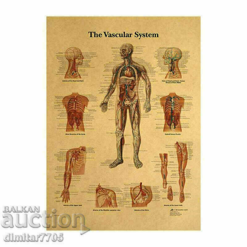 Poster poster Blood system 42/29cm. with price 12.50 BGN | € 6.39 Poster poster Blood system 42/29cm. with price 12.50 BGN | € 6.39