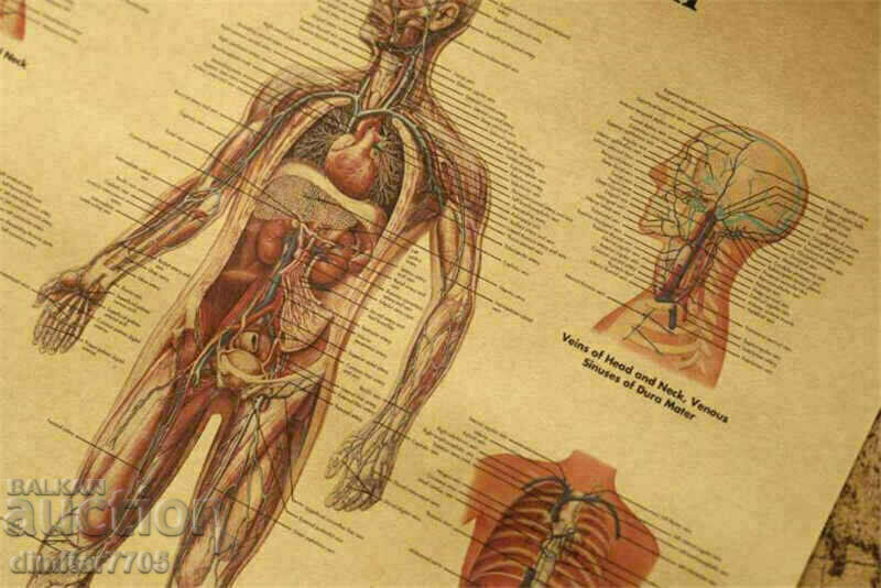 Auction Poster poster Blood system 42/29cm. Auction Poster poster Blood system 42/29cm.