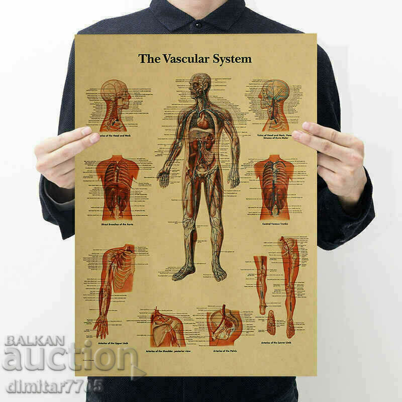 Постер плакат Кръвоносна система 42/29см.