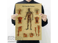 Poster poster Blood system 42/29cm.