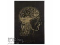 Poster posters poster 42x28.5cm brain