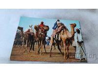 Carte poștală Muzicienii Emirului din Nigeria la Durbar 1982