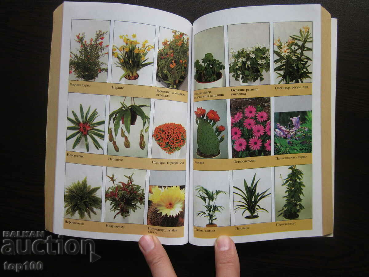 400 ЦВЕТЯ ЗА ДОМА 2003г. БЗЦ !!! - 6 400 ЦВЕТЯ ЗА ДОМА 2003г. БЗЦ !!! - 6