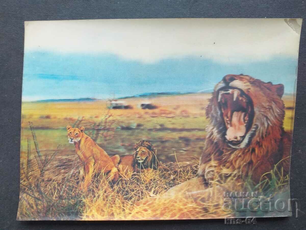 Стерео картичка Стерео картичка