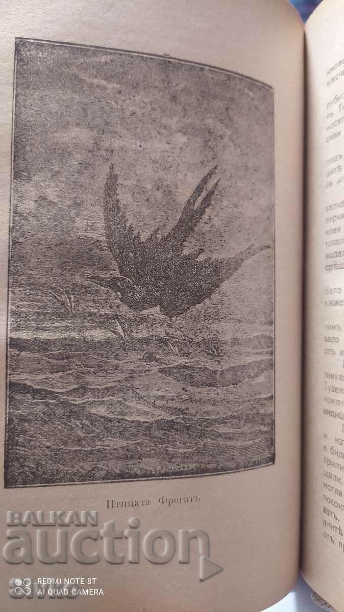 The Adventures of Young William, Maine Reed, many illustrations, - 5 The Adventures of Young William, Maine Reed, many illustrations, - 5