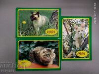calendare de pisici