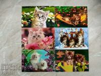 cat calendars