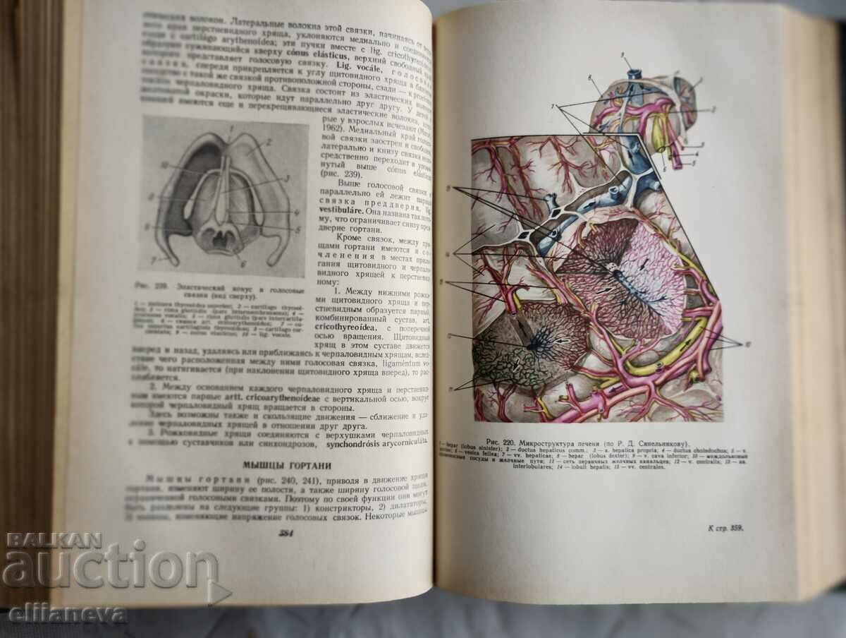 Human Anatomy 1969 with price 30.00 BGN | € 15.34 Human Anatomy 1969 with price 30.00 BGN | € 15.34
