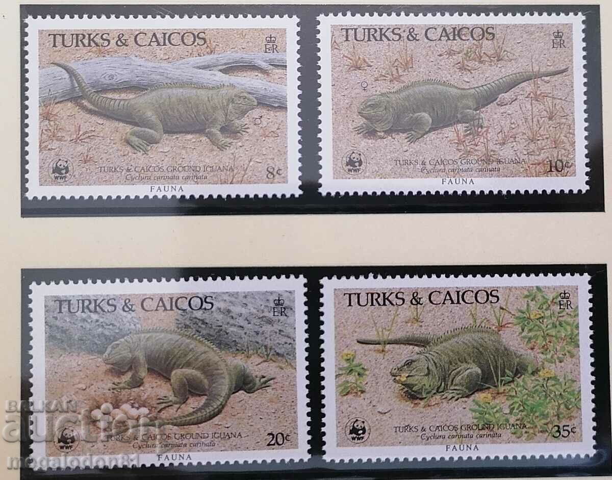 Turks și Caicos - WWF Caraibe Iguana