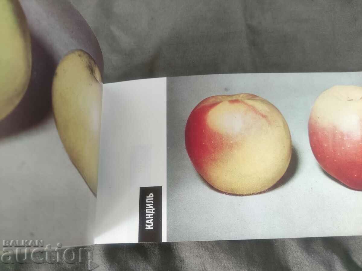 Delivery of Apples Bulgarploexport Delivery of Apples Bulgarploexport