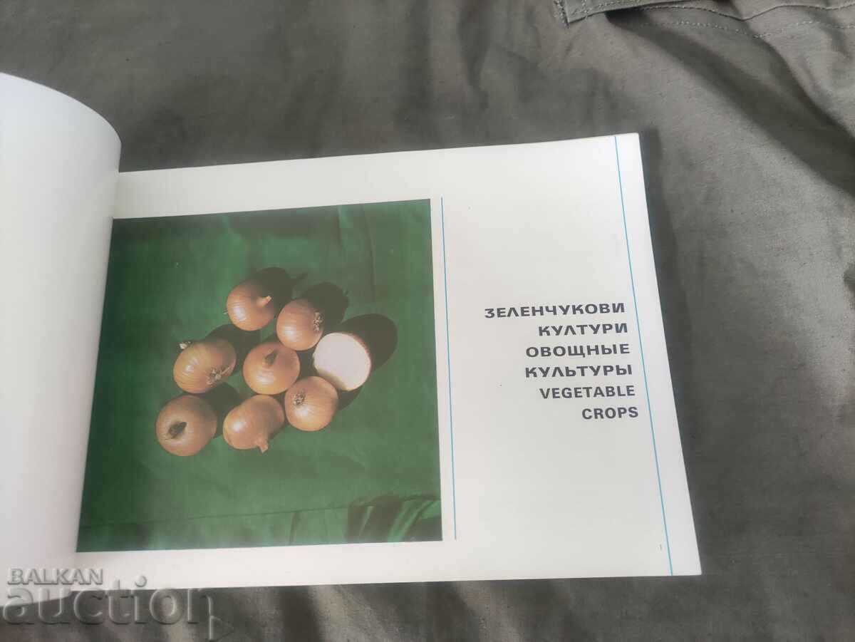 Auction Vegetable crops "Seeds and planting material" Auction Vegetable crops "Seeds and planting material"