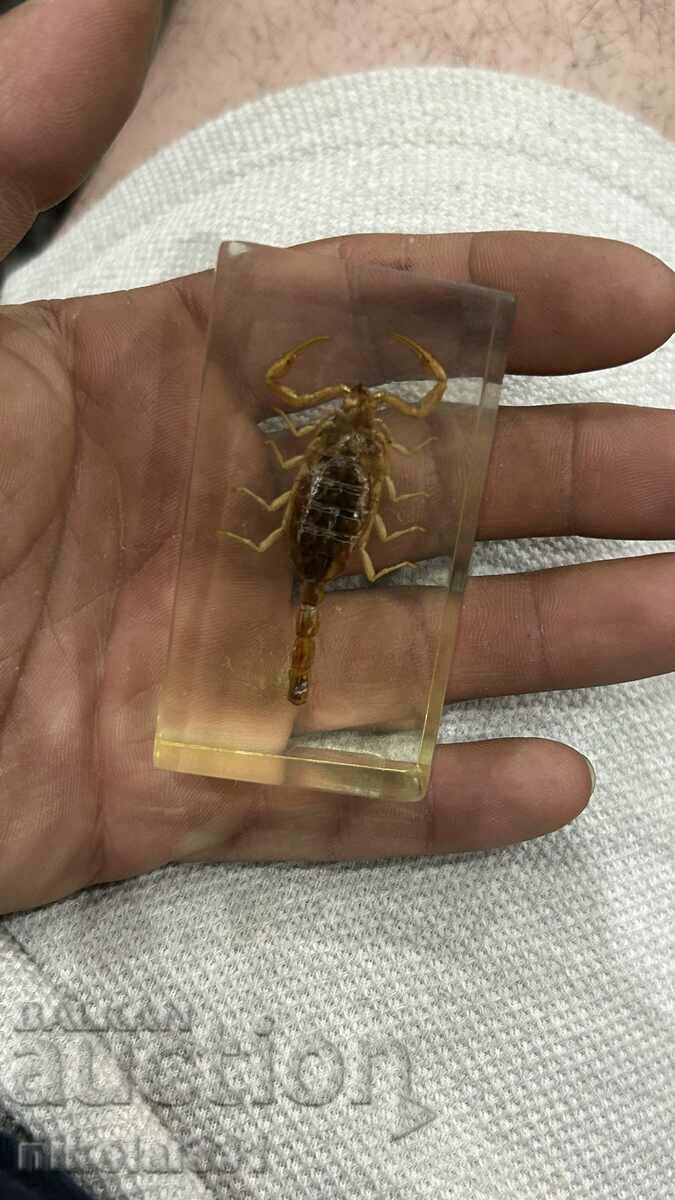 A real scorpion in resin!