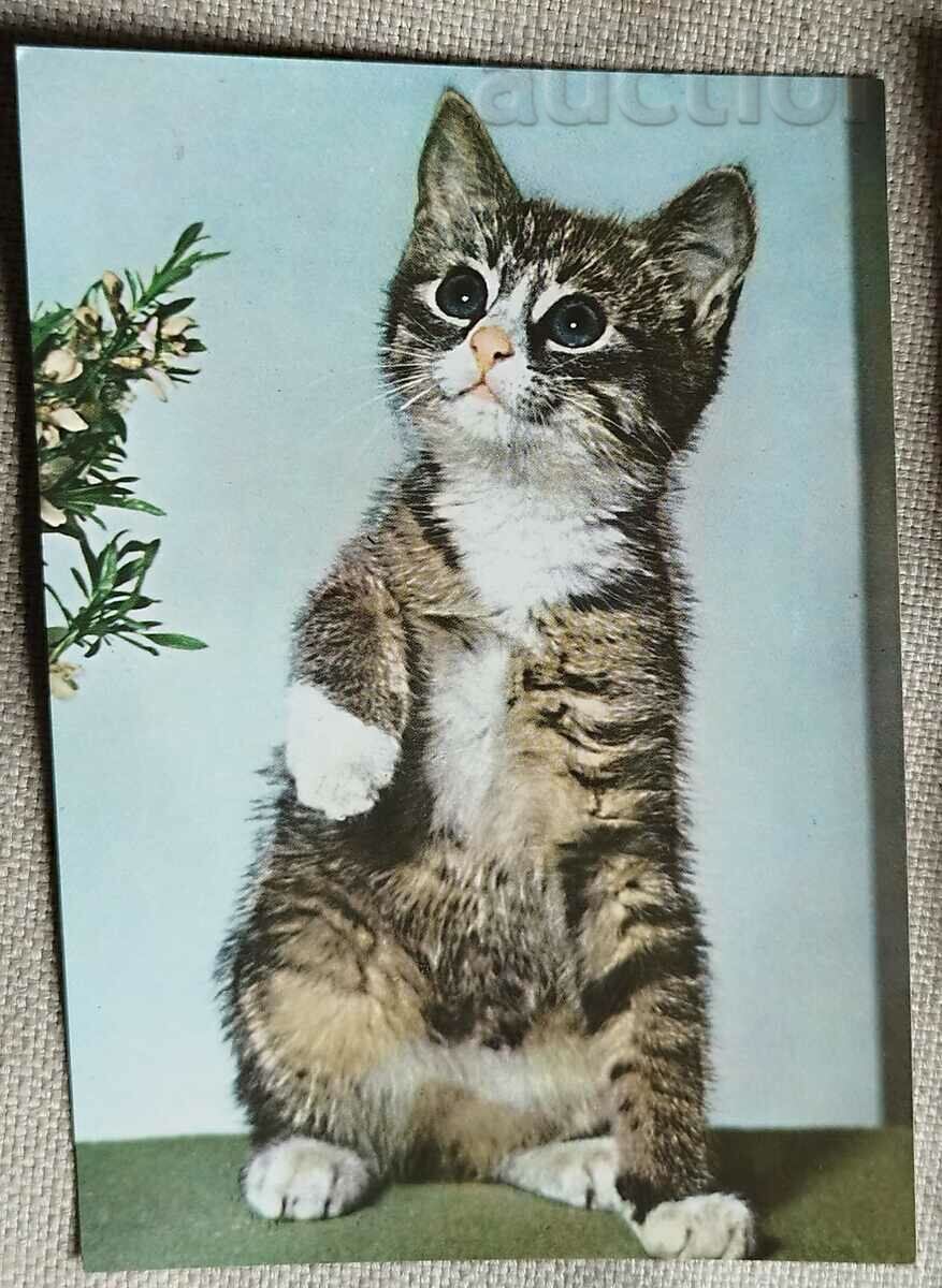 Чехословакия Пощенска картичка & Малка котка - Foto Norbert