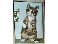 Чехословакия Пощенска картичка & Малка котка - Foto Norbert