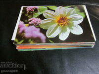 Postcards flowers