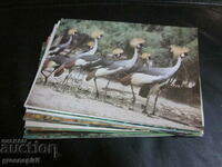 Postcards animals
