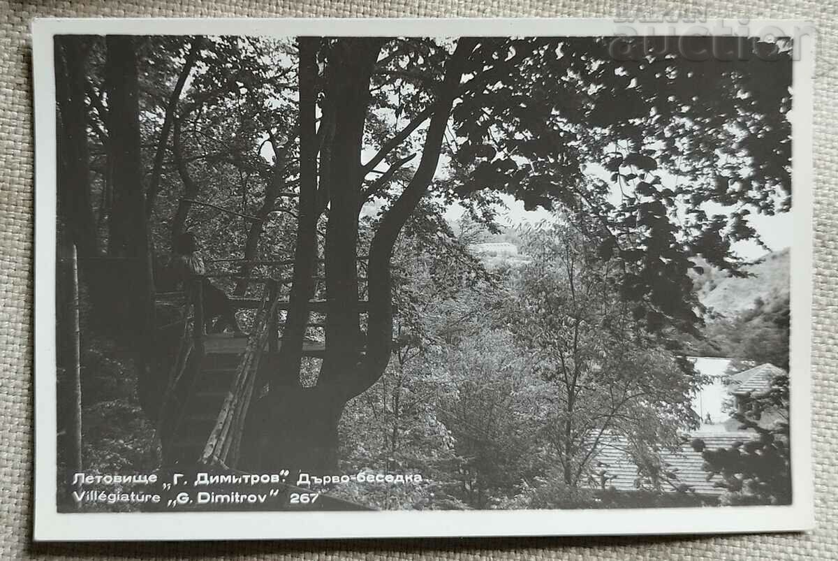 Postcard Letovishte "G. Dimitrov". Gazebo tree.