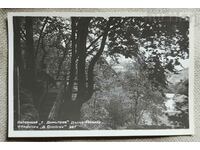 Καρτ ποστάλ Λετόβιστε «Γ. Ντιμιτρόφ".Δέντρο κιόσκι.