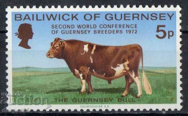 1972. Гуернсей. Световна конференция на животновъдите.