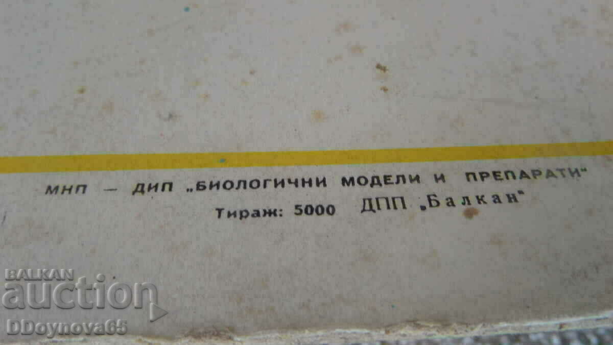 Delivery of Vegetable plants circulation 5000/1967 Delivery of Vegetable plants circulation 5000/1967