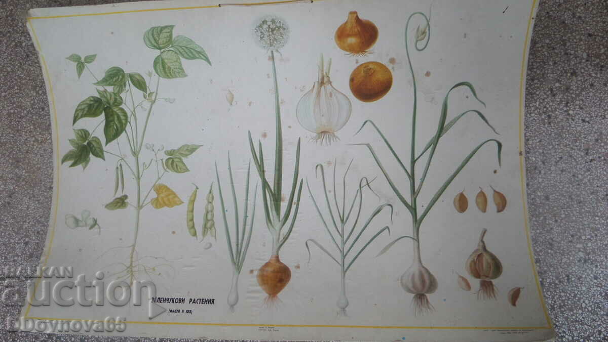Зеленчукови растения тираж 5000/1967 г.