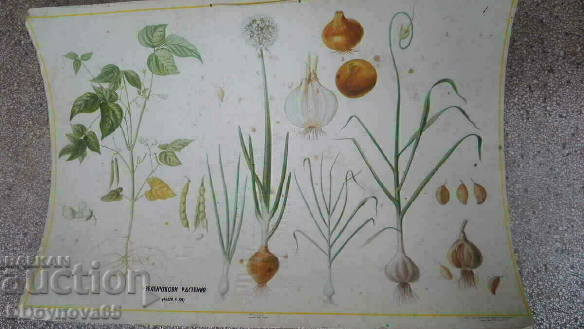 Circulatie plante legumicole 5000/1967 Circulatie plante legumicole 5000/1967
