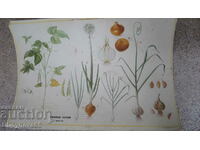 Vegetable plants circulation 5000/1967