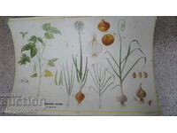 Circulatie plante legumicole 5000/1967