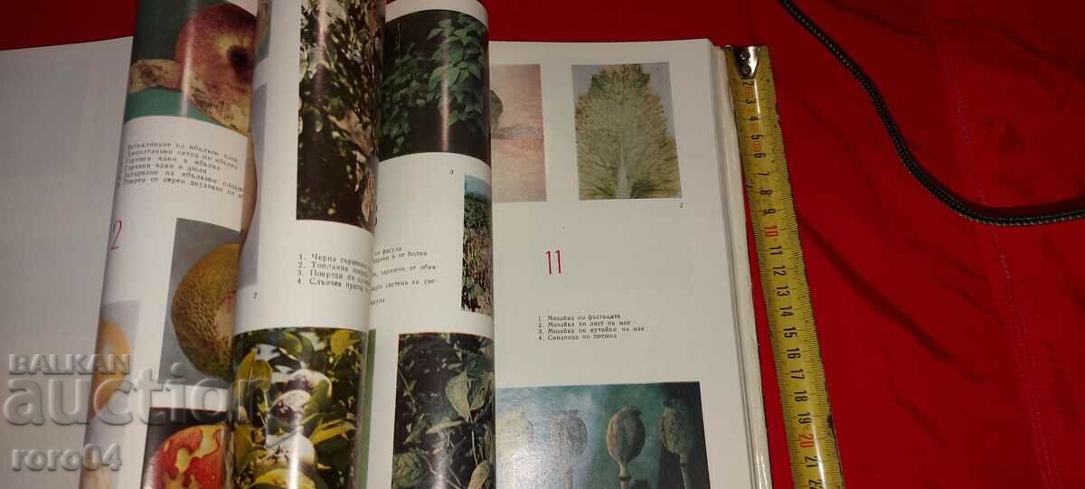 Delivery of DISEASES OF CULTURAL PLANTS - ALBUM Delivery of DISEASES OF CULTURAL PLANTS - ALBUM