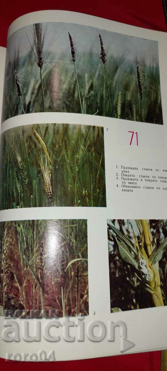 DISEASES OF CULTURAL PLANTS - ALBUM - 5 DISEASES OF CULTURAL PLANTS - ALBUM - 5