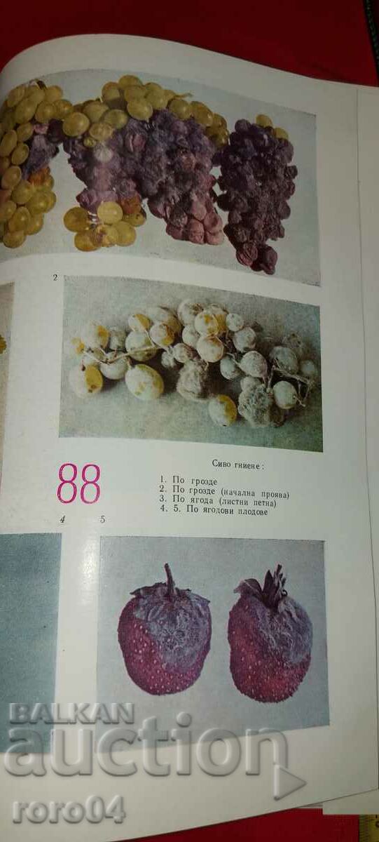 DISEASES OF CULTURAL PLANTS - ALBUM - 6 DISEASES OF CULTURAL PLANTS - ALBUM - 6