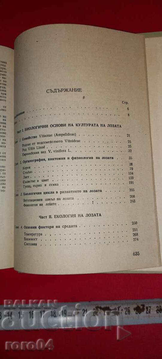 VINEYARD - A. MERZHANIAN - 5