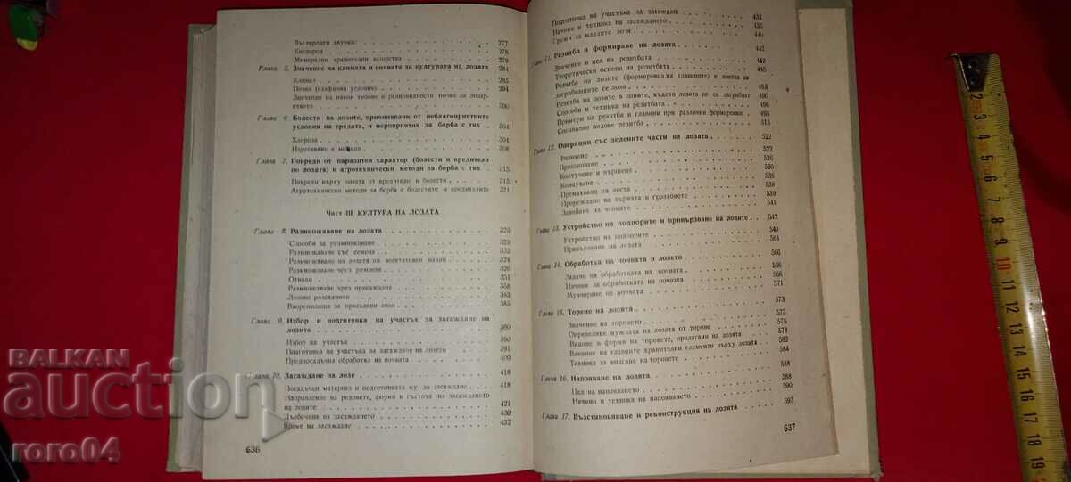 VINEYARD - A. MERZHANIAN - 6