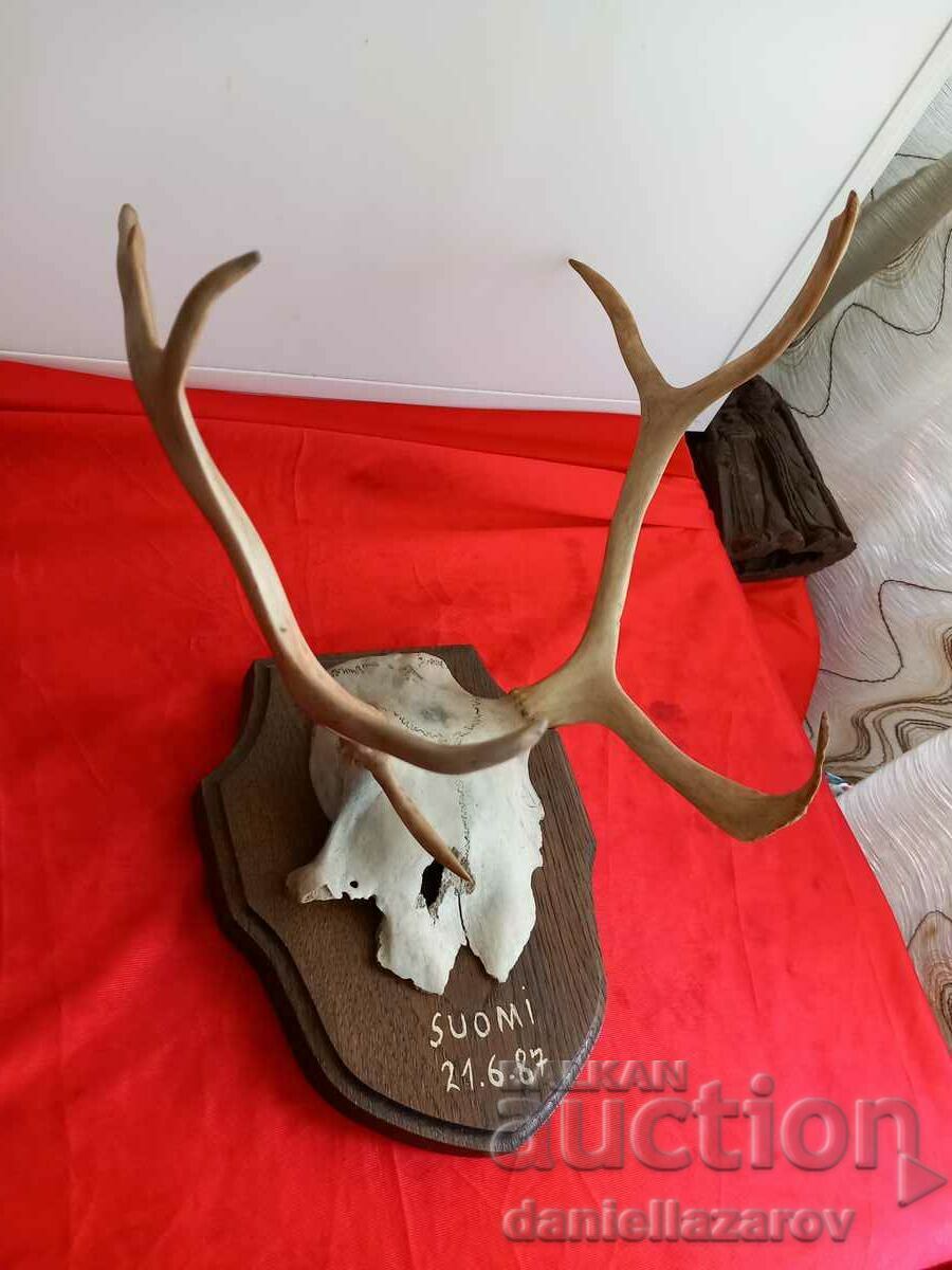 Hunting Trophy Antlers, Deer, Roe Deer with price 125.00 BGN | € 63.91