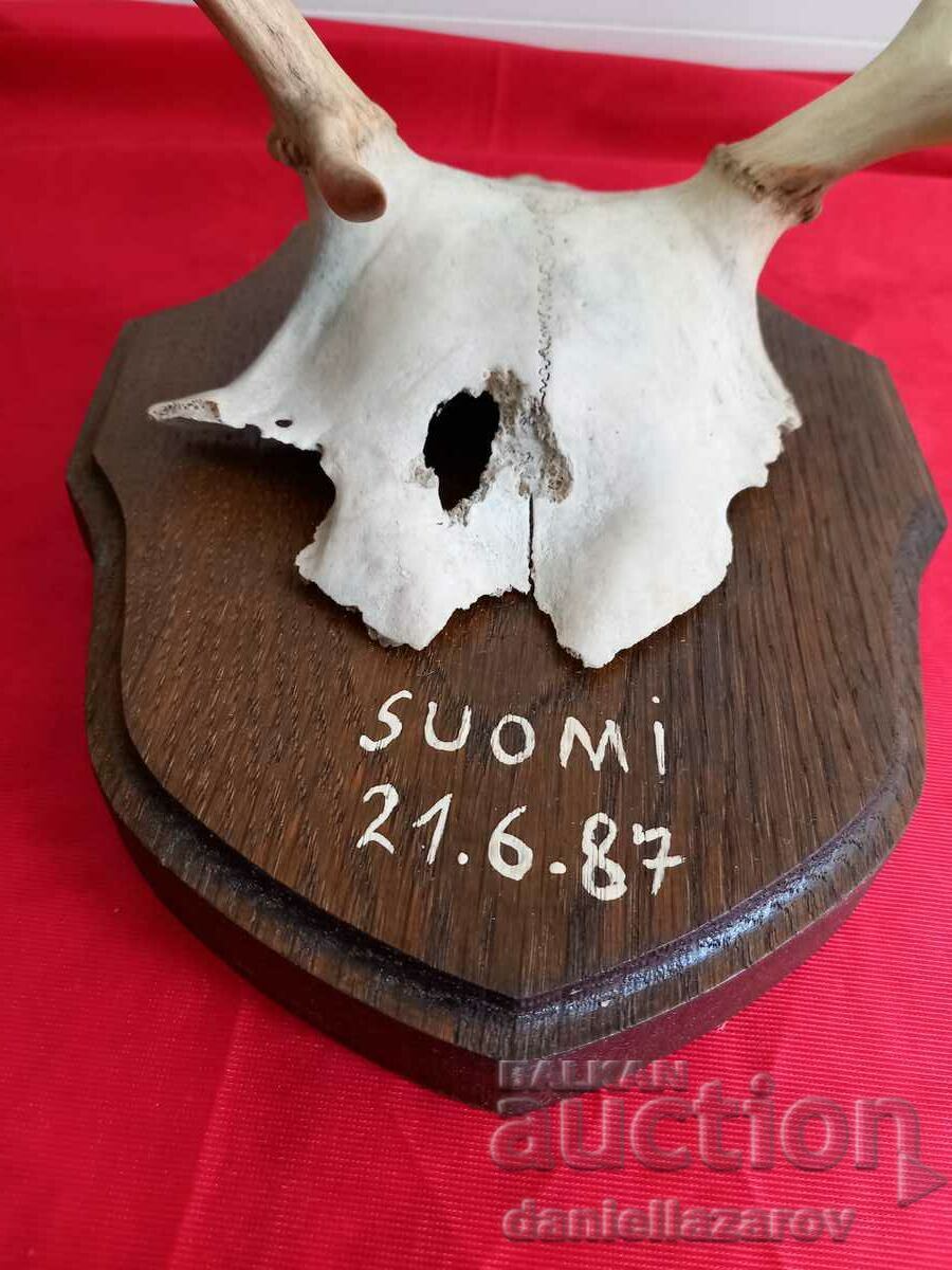 Auction  Hunting Trophy Antlers, Deer, Roe Deer