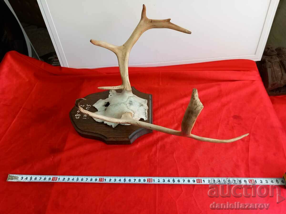 Hunting Trophy Antlers, Deer, Roe Deer - 5