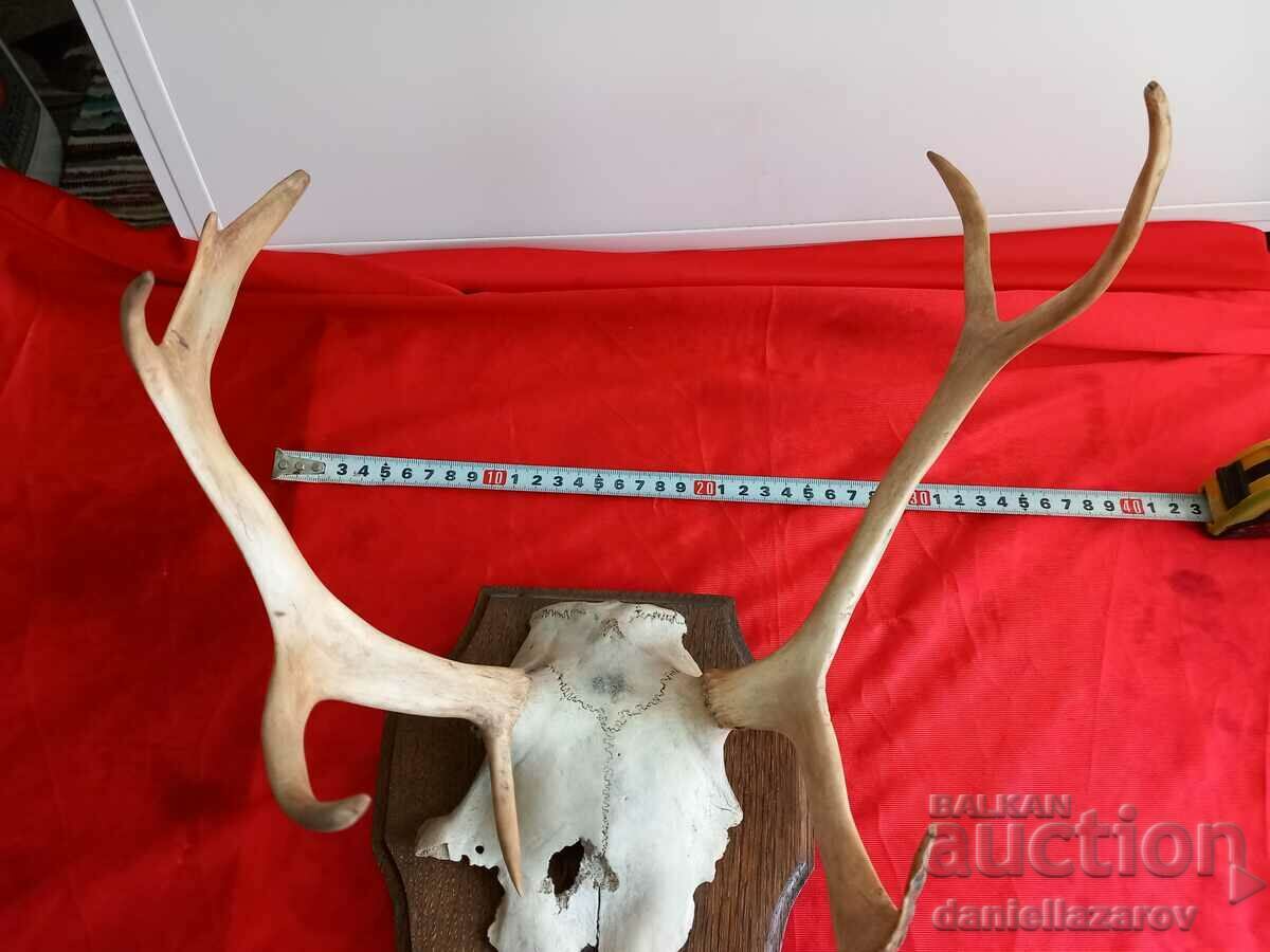 Hunting Trophy Antlers, Deer, Roe Deer - 6