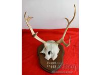 Hunting Trophy Antlers, Deer, Roe Deer